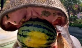 带你吃瓜的网红翻车,从爆红到争议，揭秘背后真相