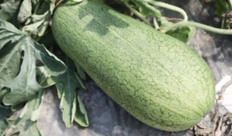 瓜太郎吃瓜网,揭秘娱乐圈幕后真相，带你畅游八卦海洋