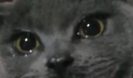 吃瓜网红喵小吉,吃瓜网红的趣味生活揭秘